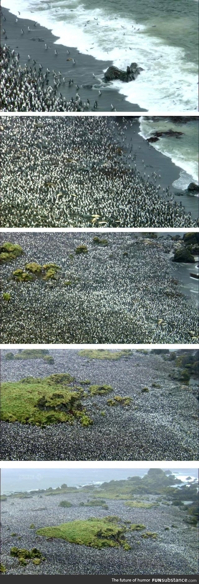 Penguins on Macquarie Island