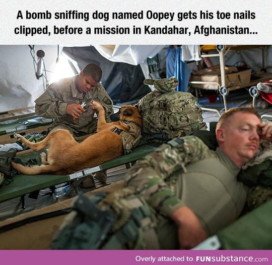 Dogs in the army