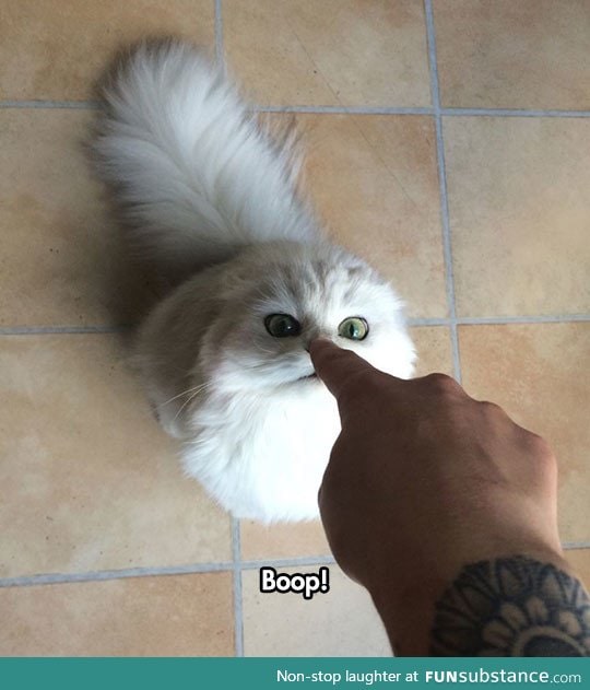 Stop booping my nose, human
