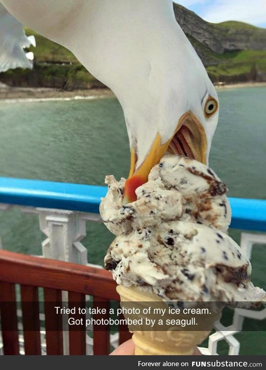 It just wanted some ice cream