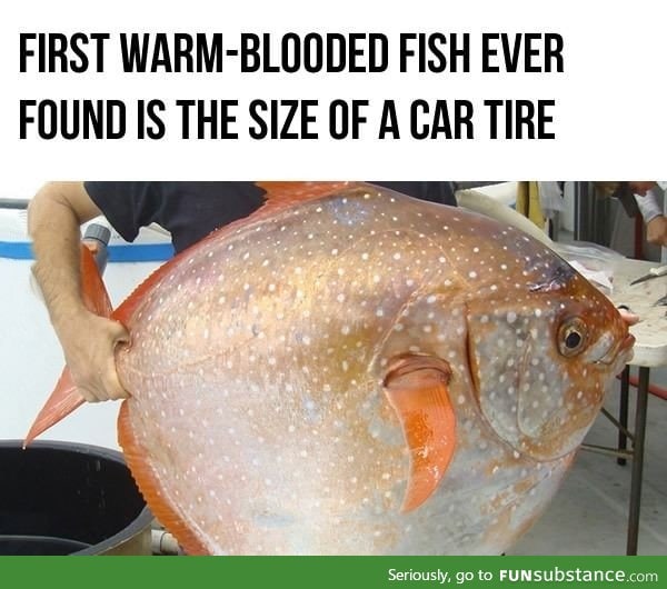 Warm-blooded fish with a size of a car tire? WTF?