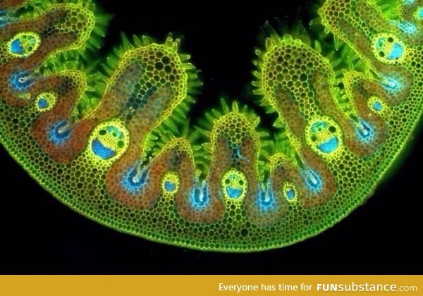 Grass under a microscope