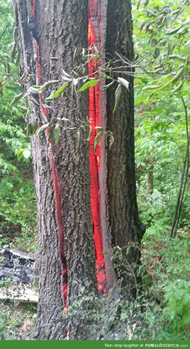 Tree burning from a lightning strike