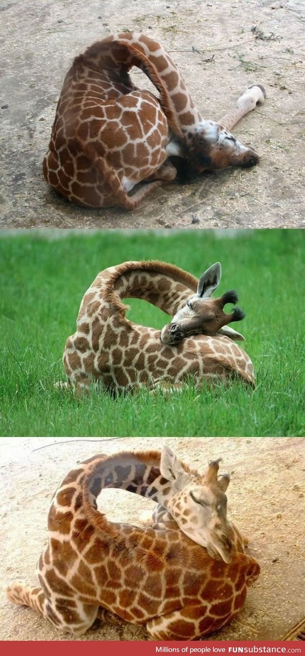 Giraffes sleeping