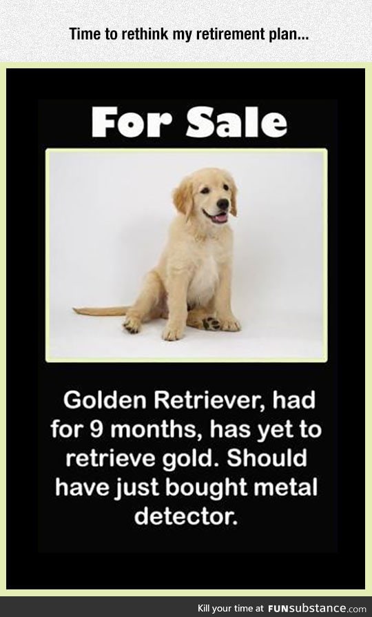 Golden retriever for sale