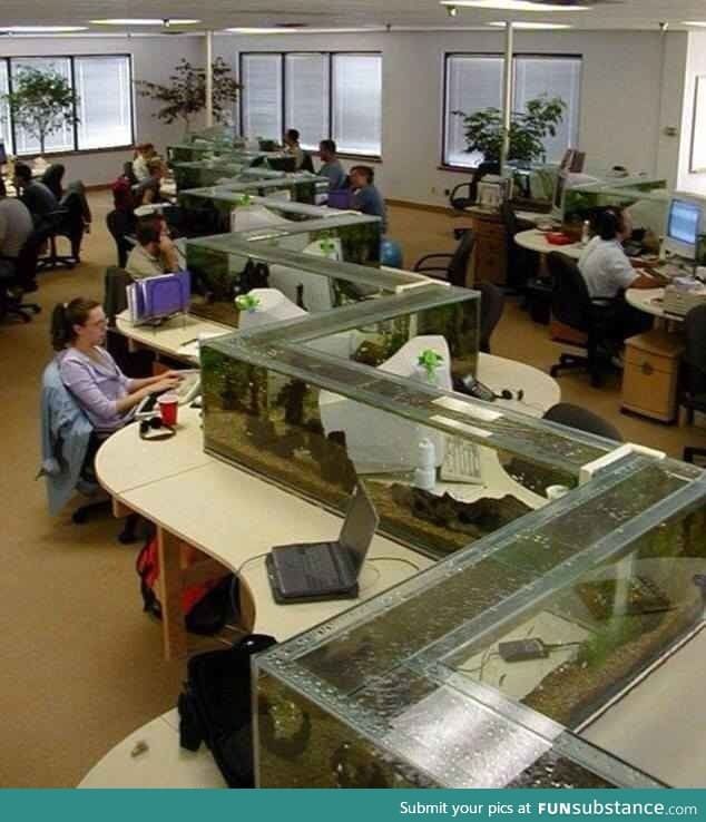 Fish tank dividers