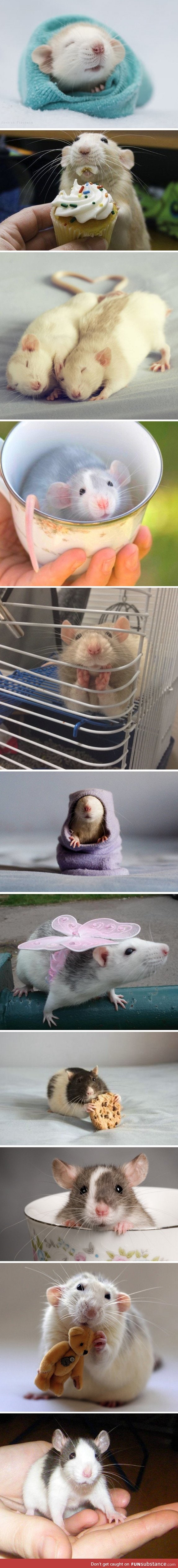 Who says that rats aren't cute? :)