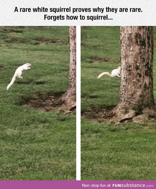 Apparently White Squirrels Can't Jump