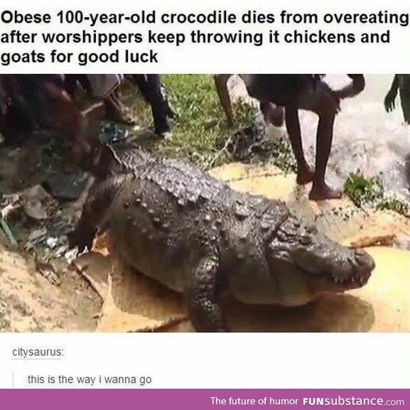 Obese 100 year old crocodile.