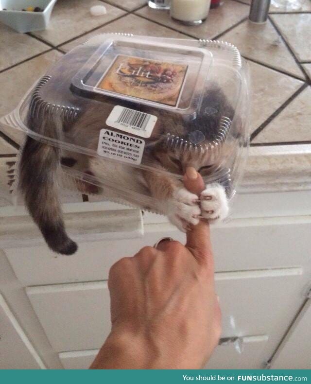 These almond cookies are very aggressive