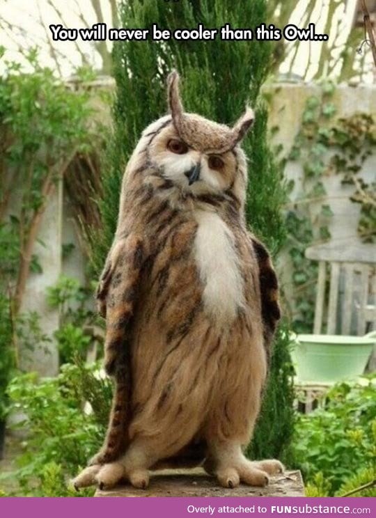 I love the owl's fuzzy feet