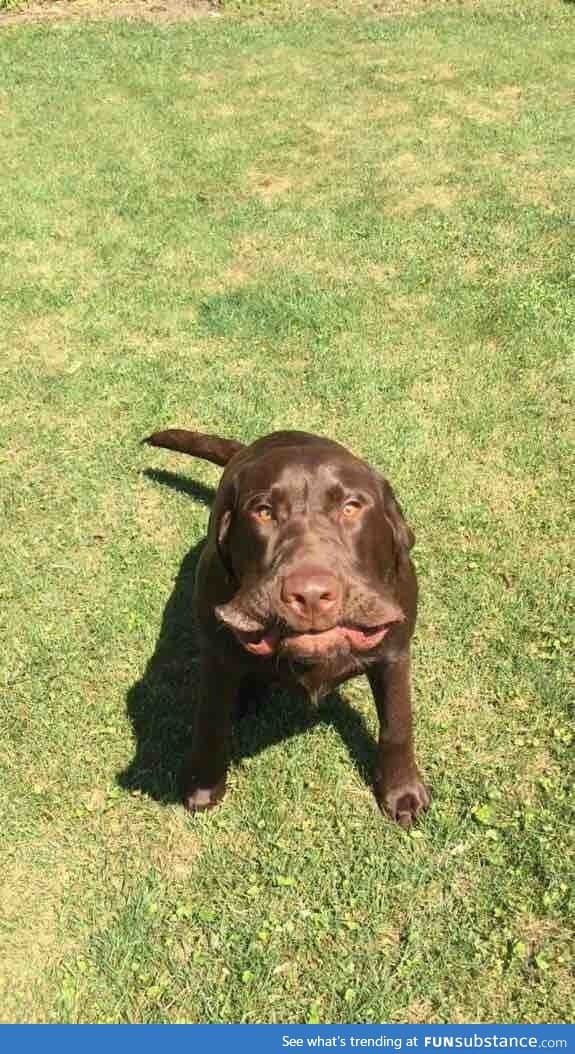 Dog sneezing