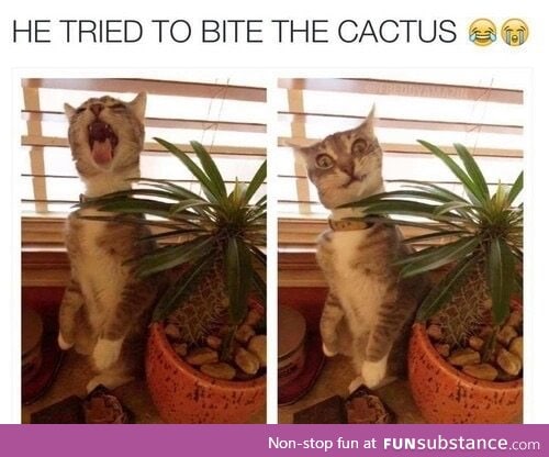 Cats and plants don't get along very well apparently