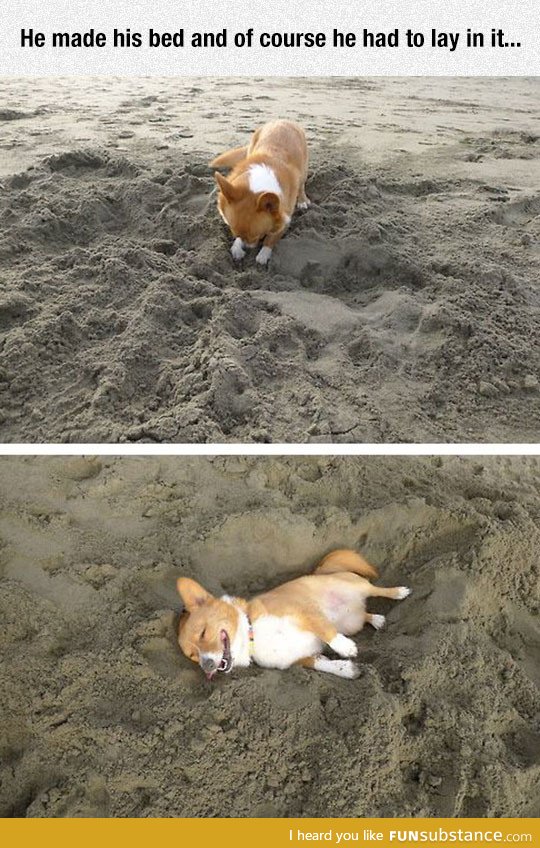 Just another day in the life of a corgi