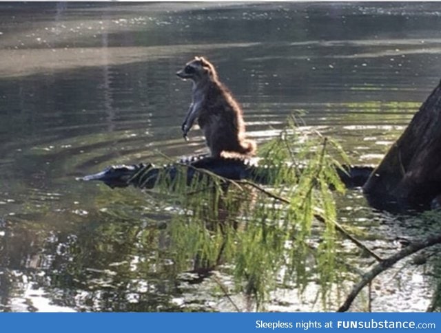 Raccoon rides an alligator. What a world