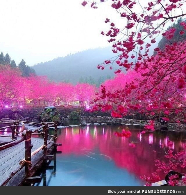 Cherry blossom lake, sakura japan