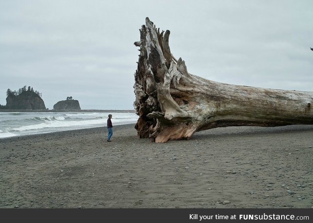 Giant Redwood on the beach