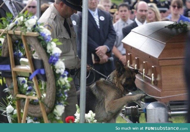 Police dog at fallen officer's funeral