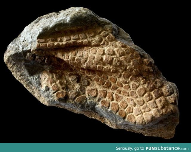 Fossilized dinosaur skin