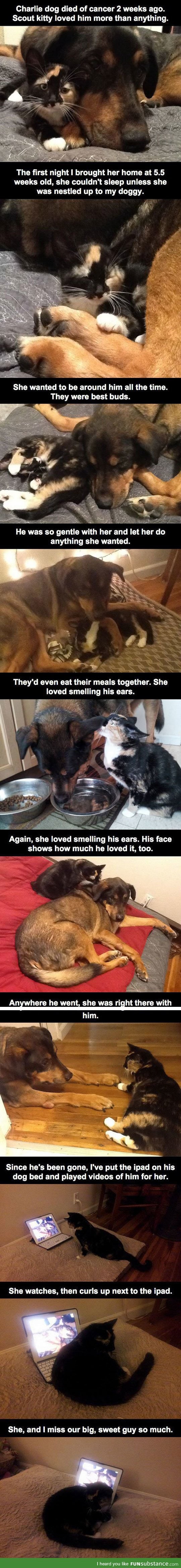 Pets becomes best buddies