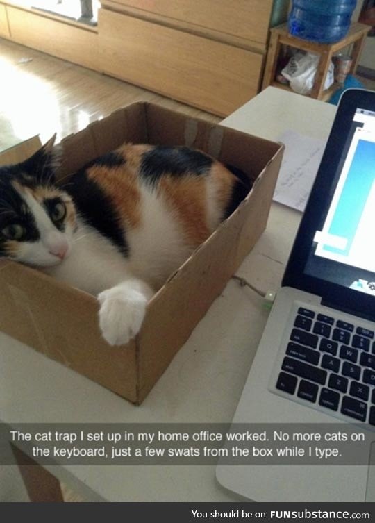 No more cats at the keyboard