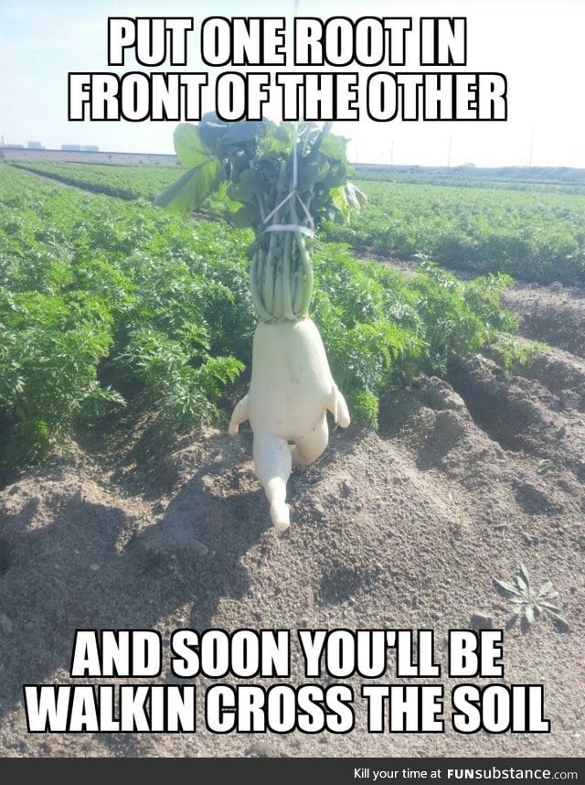 What came to mind when I saw the evolved radish