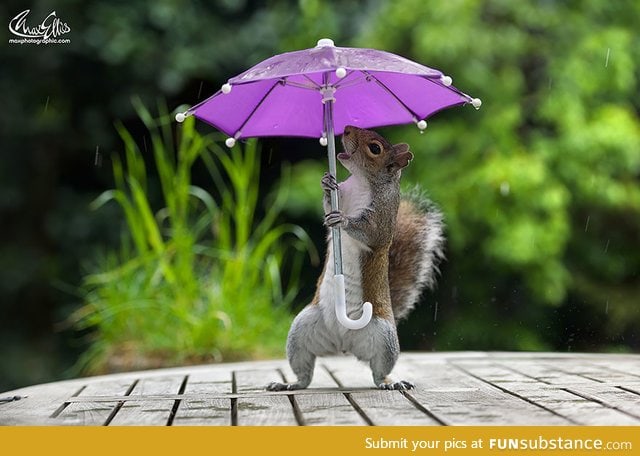 Photographer gives squirrel a tiny umbrella