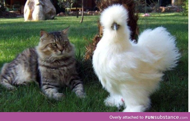 Cat: "what are you supposed to be??" Bird: "Fabulous"