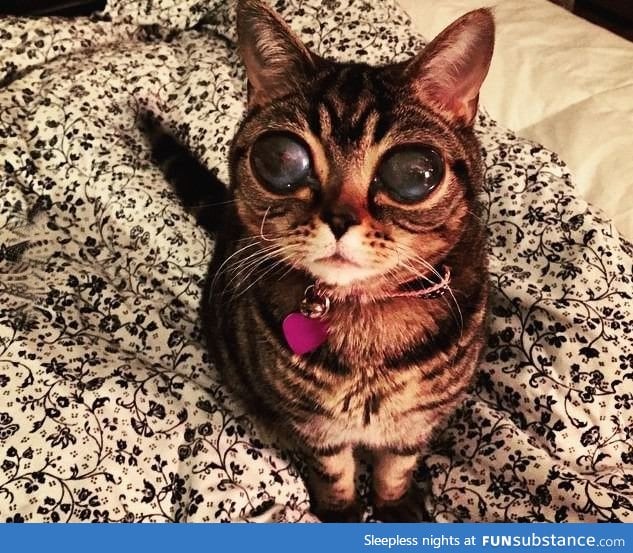 Meet Matilda, a cat with an eye condition that makes her look like an alien