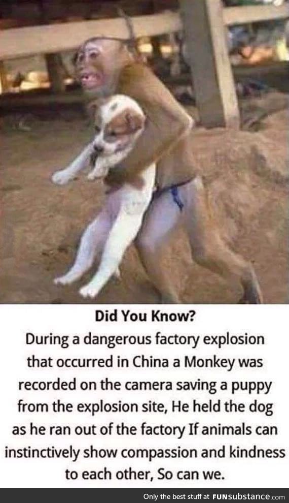 Cool monkey