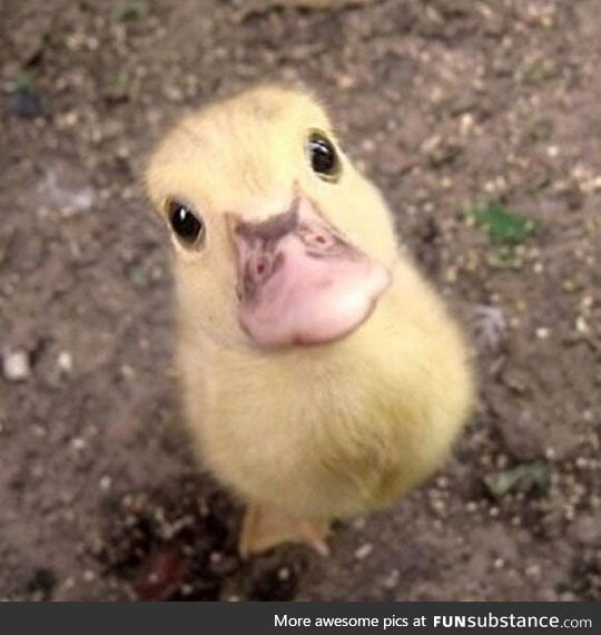 a wittle duck