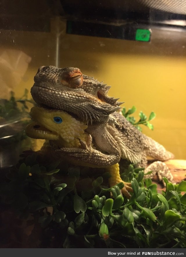 We gave our bearded dragon a toy lizard, now he's attached and won't leave its