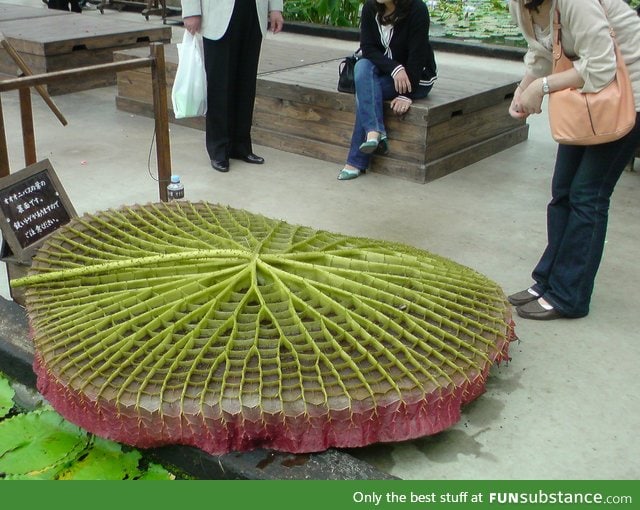 Belly framework of a Giant Waterlilly