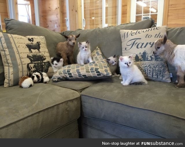 Day 230 of your daily dose of cute: I cannot put into words how much I want this couch