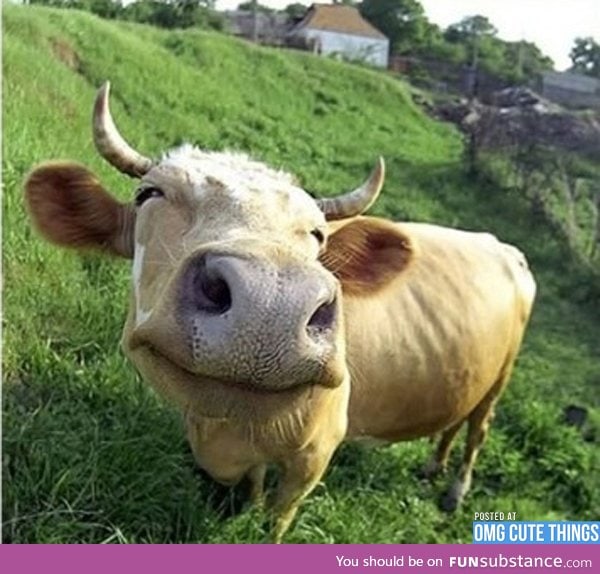 This cow is happy. Why arent you?