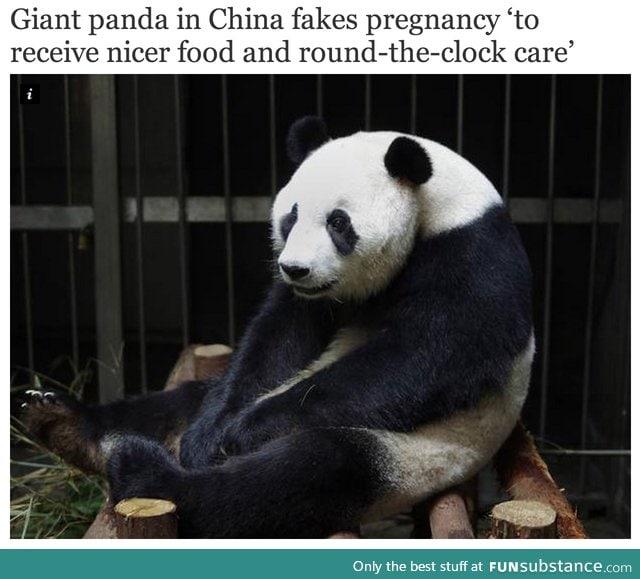 This panda knows what's up.