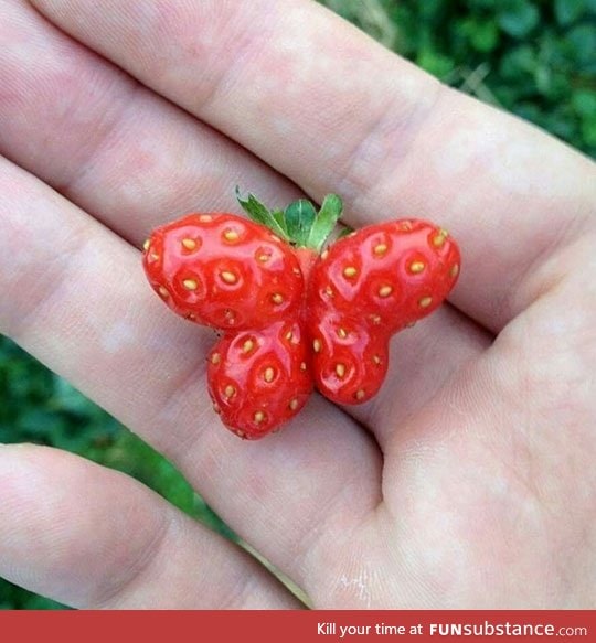 strawbutterfly