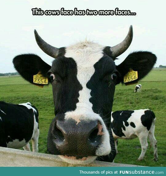 When a cow's face has more faces