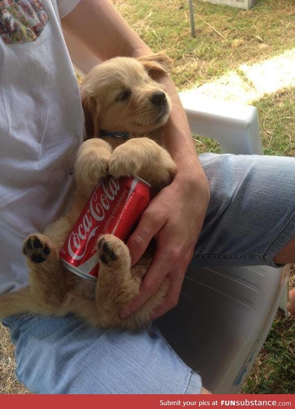 Cute puppy holds can of cold coke to beat the summer heat