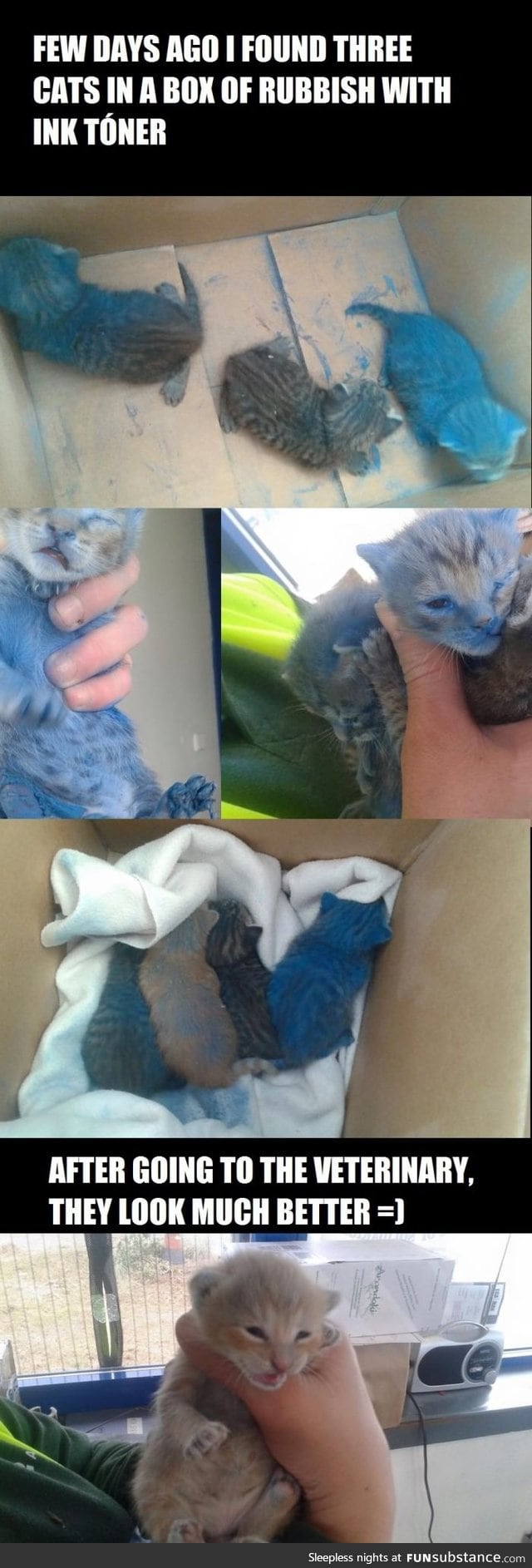 Saving 3 cute kittens