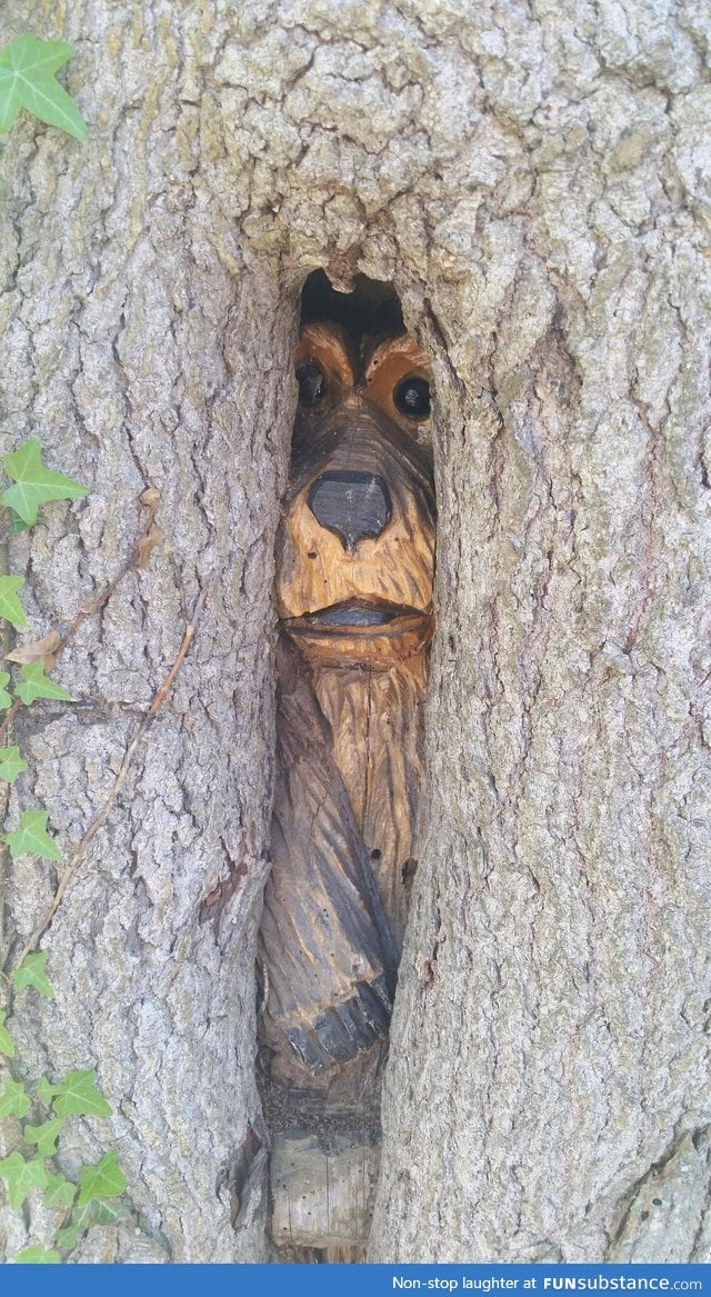 Hidden bear carving in a tree