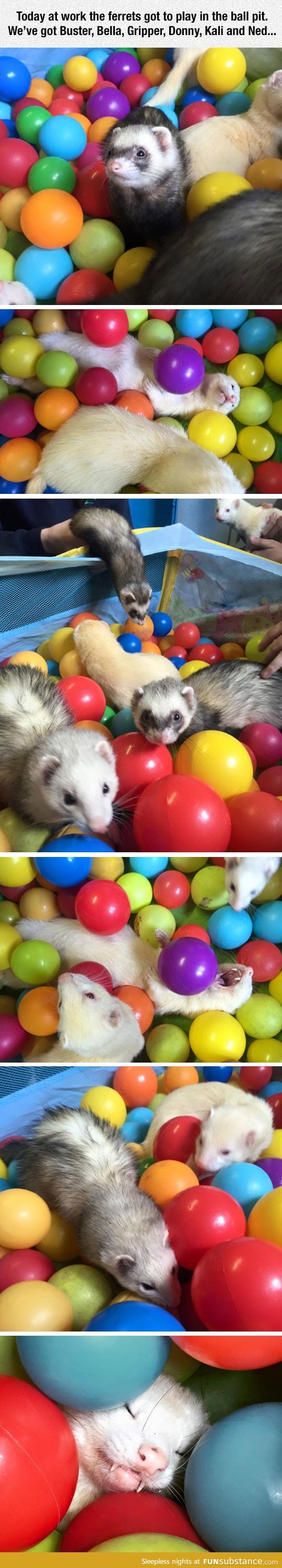 Ferrets playing in the ball pit