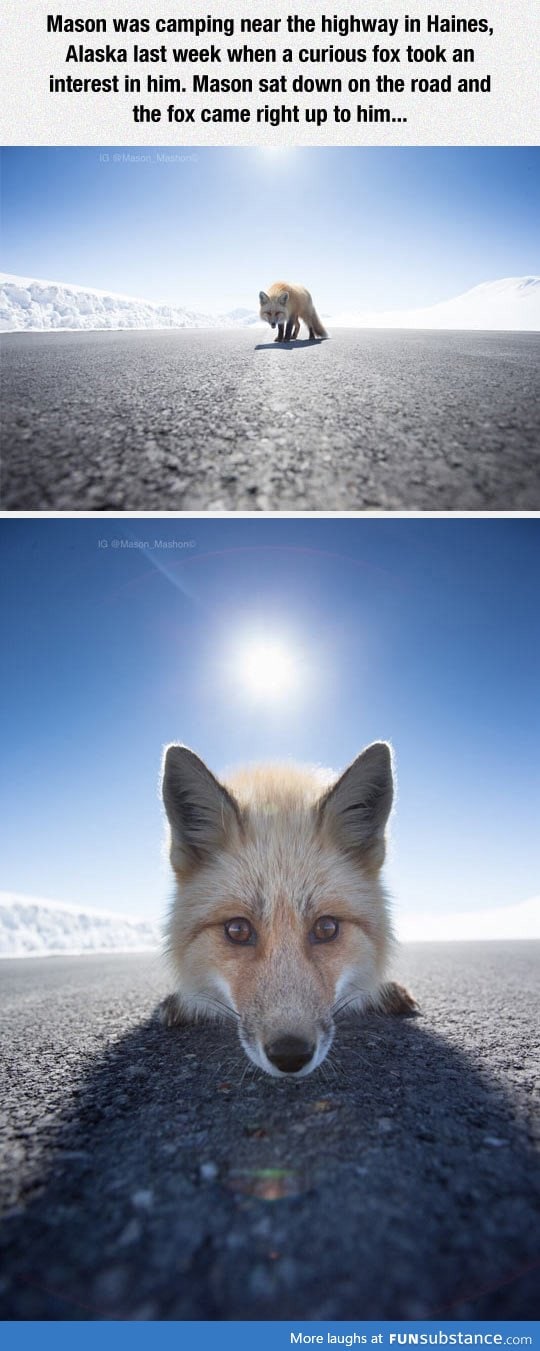 Photographer had close encounter with a curious fox