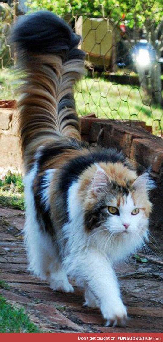 The tail of this cat is my spirit animal