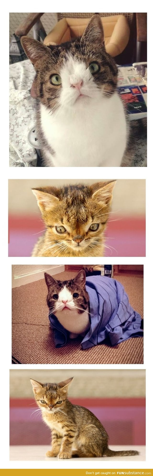 Down syndrome cats