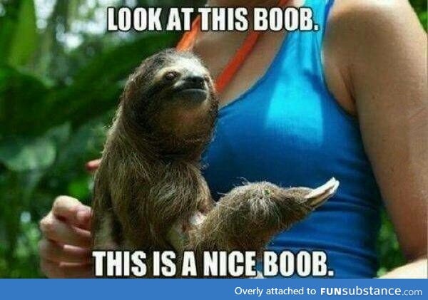 This sloth knows what he's talking about!
