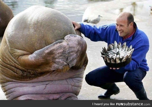 Walrus getting ready to be surprised by a fish cake