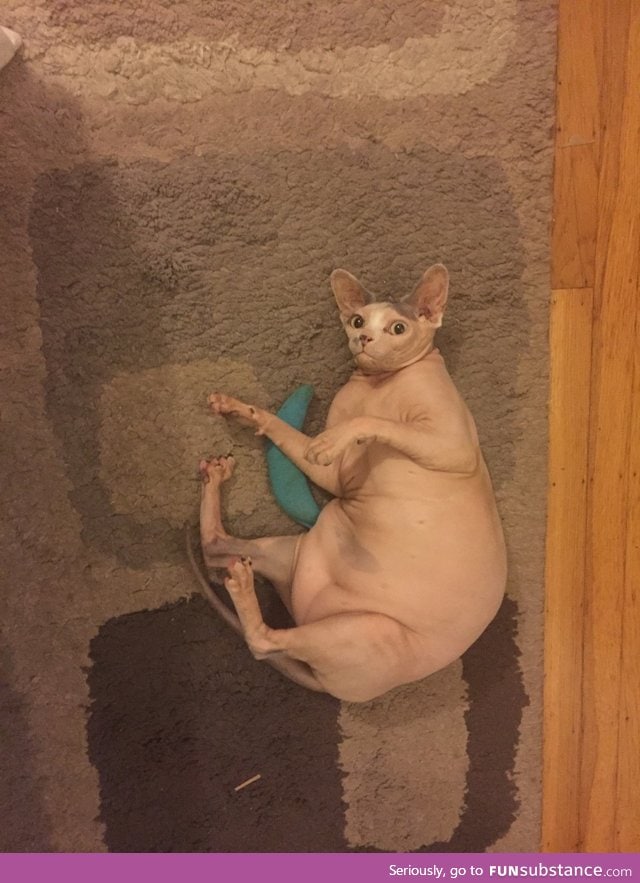 This cat looks like a giant raw chicken