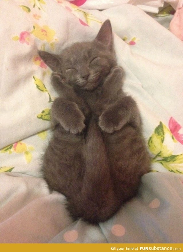 Happy sleeping yoga kitten