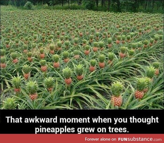 So this is how pineapples grow